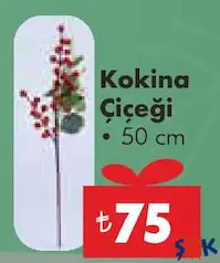 KOKİNA ÇİÇEĞİ 50 CM fiyat ve kampanya bilgisi